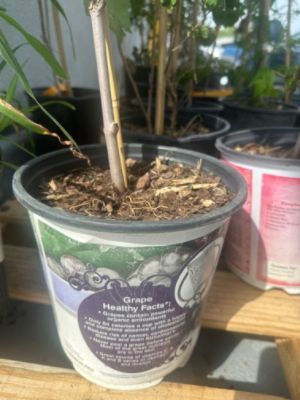 Sarasota Subaru Loves The Earth