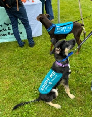 Wings of Hope: Volunteering at the Butterfly Party
