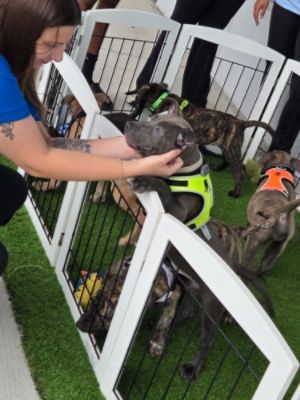 Sport Subaru Welcomes Pet Rescue by Judy for Subaru Loves Pets Adoption Event