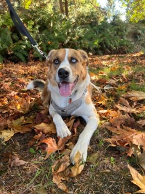 McCrea Subaru loves pets