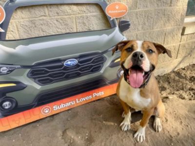 C & S Subaru Loves Pets!