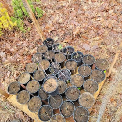 Arbor Day Tree Donation