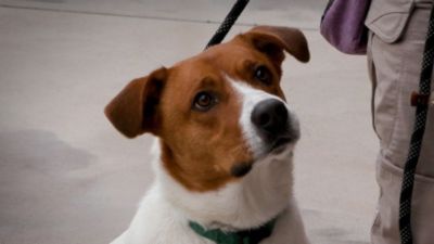 Tucson Subaru Continues Pets of the Week Partnership into 2026 to Help Shelter Dogs Find Homes
