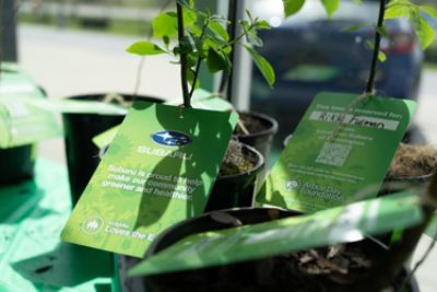 Growing Together: One Tree at a Time