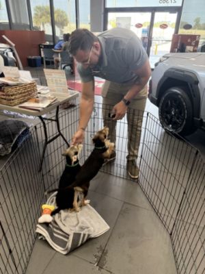 Pet Adoption July 2026