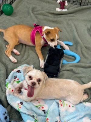 Adoption Event /Classic Subaru of Atlanta