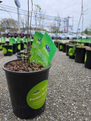 Dutch Miller Subaru Gives Away Trees for Arbor Day