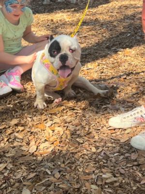 It Was a Great Day to Be a Dog at Paws in the Park!