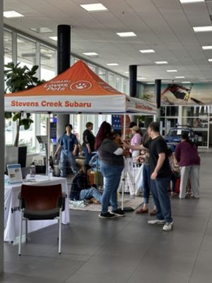 Puppy Adoption at Stevens Creek Subaru – Subaru Loves Pets