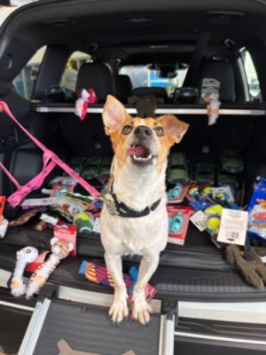 Schumacher Subaru of West Palm Dog Adoption Event