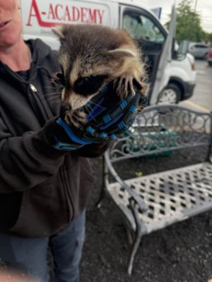 Lester Glenn Subaru Loves Pets - and all Animals!