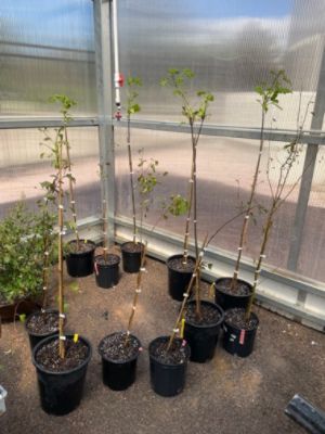 Arbor day tree donation