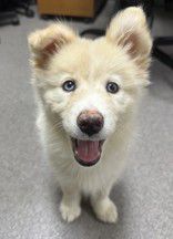 Storm - Chautauqua County Humane Society