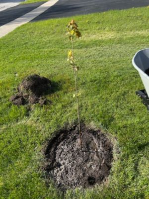 🌱 Subaru Loves the Earth – Tree Distribution