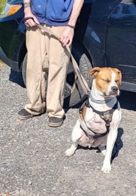 Royal Subaru Loves Pets!