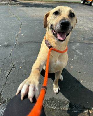 Grayson Helps 100+ Pets Find Homes!