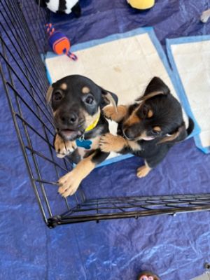 Subaru Loves Pets – Pet Adoptions