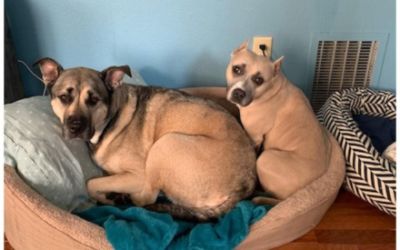 Love Promise Story, Shannon, and her puppies