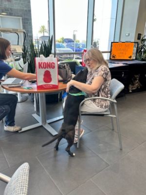 Helping Dogs Find Their Way Home