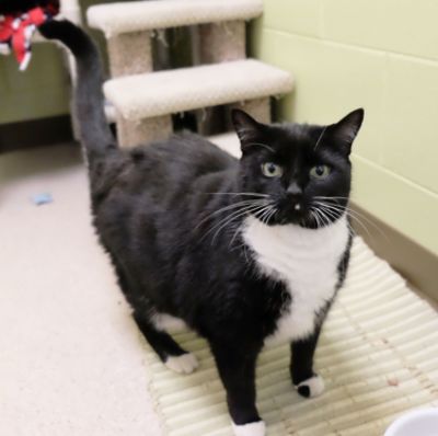 Kitty Kitty Finds a Home