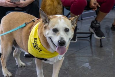 Silicon Valley Pet Project rescue dogs shine at Capitol Subaru!