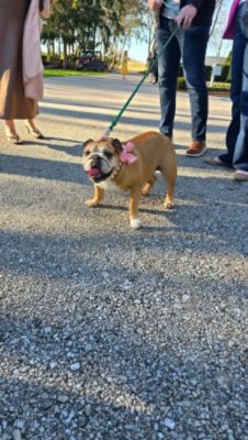 Canine Rescue of Central PA