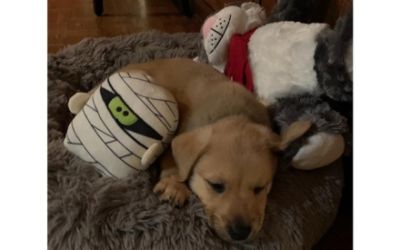 Helping Hounds Dog Rescue