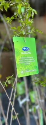 Making a Greener World