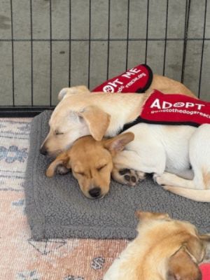 Gone to the Dogs Rescue and Subaru Pacific