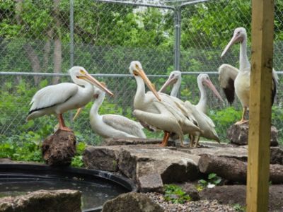 Birds of a Feather: Iowa Bird Rehabilitation and Ramsey Subaru