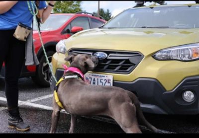 Heritage Subaru Catonsville Supports BARCS Animal Shelter