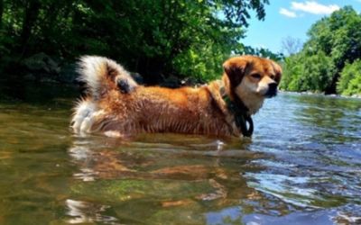 Max has found a home, with thanks to Subaru!