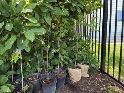 Trees for Streams