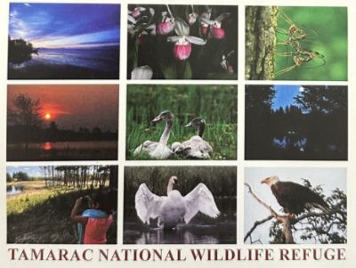 Tamarac National Wildlife