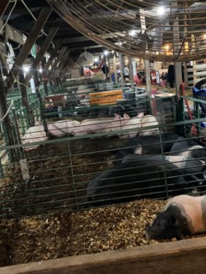 Mifflin County Swine Club 