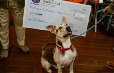 Subaru Loves Pets at Anita's Stevens Swan Humane Society