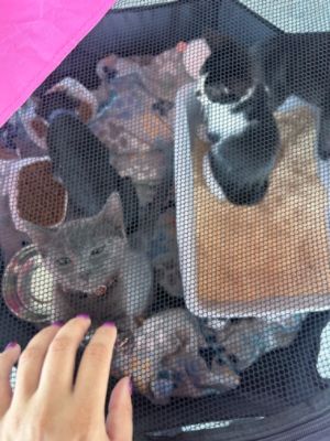 Fitzgerald Pet adoption