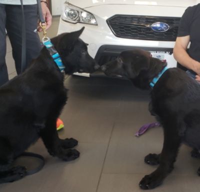 LG Subaru Loves Pets: Teddy and Theo