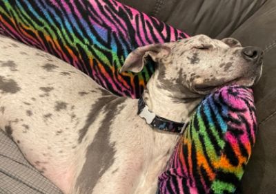 Jefferson County Dog Control & Fuccillo Subaru Loves Pets 2022