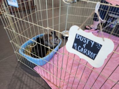 RSQ Rescue Pet Adoption Event
