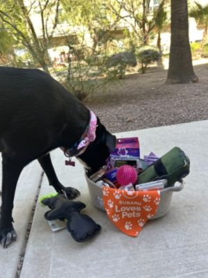 Tucson Subaru Makes Your Dog’s Day With Social Contest