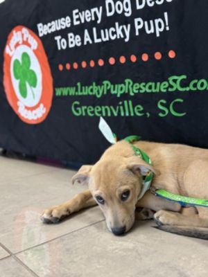 Lucky Pup on St. Patrick's