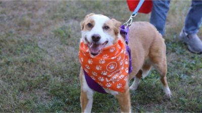 Driving Love Forward: Helping Pets Find Families at the Canine Carnival