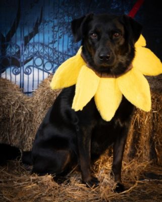 Maple Hill Subaru Loves Pets!