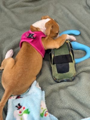 Adoption Event /Classic Subaru of Atlanta