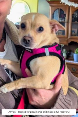 Wag On Inn Success Stories!