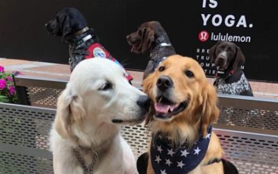 Service dogs for Veterans & First Responders