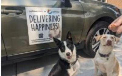 Foothills Animal Shelter - 50K Raised!