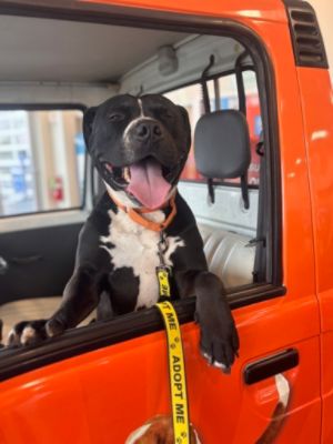 Chip's Journey to Forever
