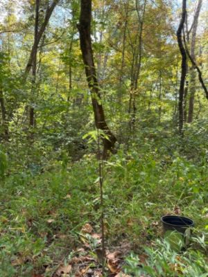 Subaru Loves the Earth –Arbor Day Foundation